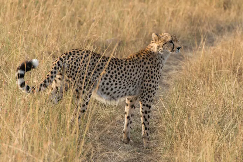 MasaiMara_Gepard_3.jpg