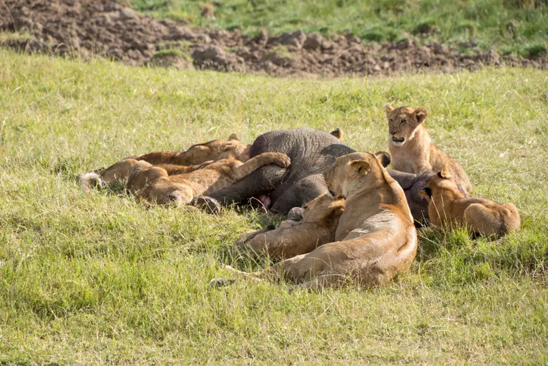 MasaiMara_Lwe1.jpg