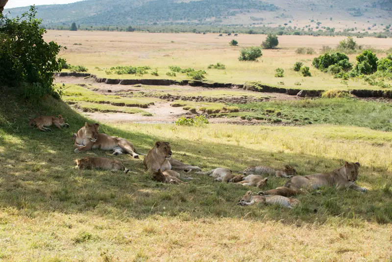 MasaiMara_Lwe10.jpg