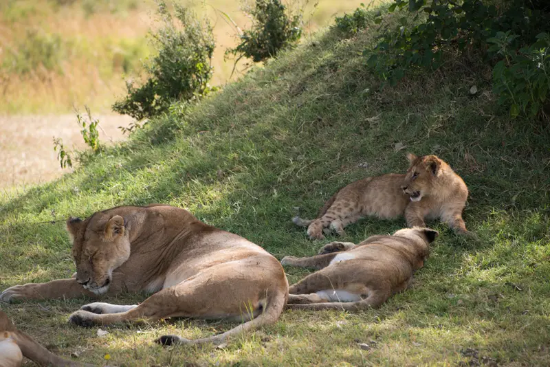 MasaiMara_Lwe13.jpg