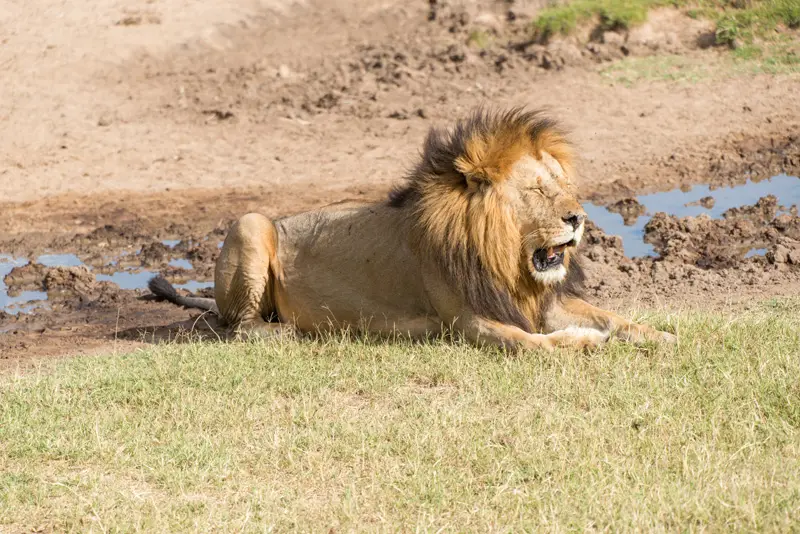 MasaiMara_Lwe15.jpg