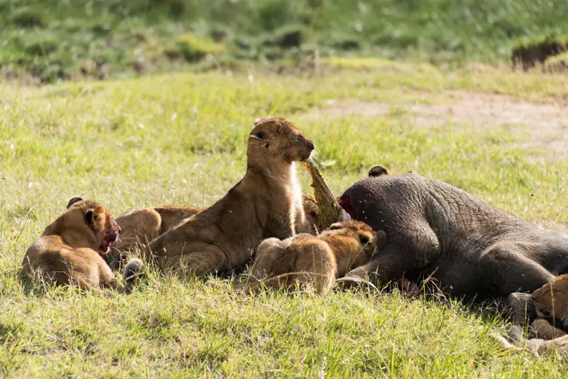 MasaiMara_Lwe4.jpg