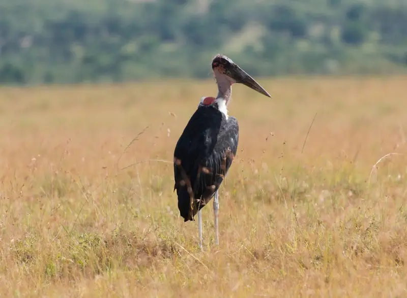 MasaiMara_Marabu.jpg