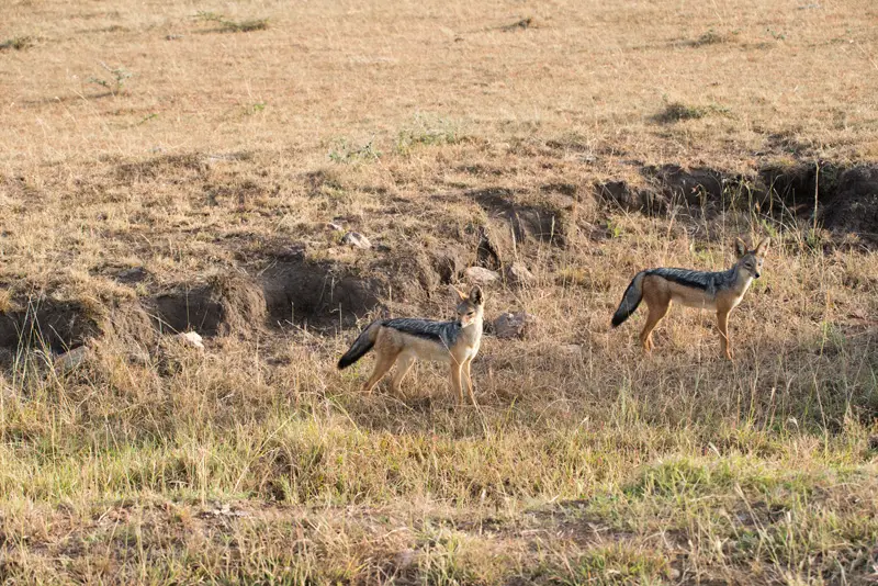 MasaiMara_Schakal3.jpg