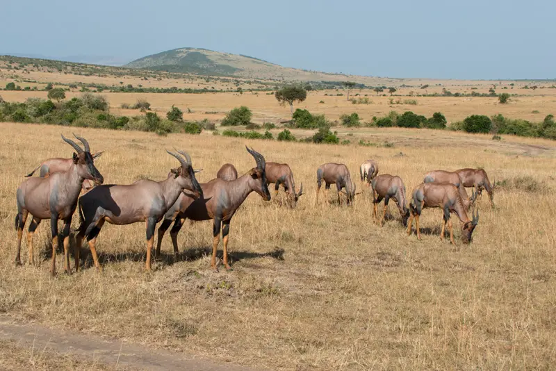 MasaiMara_Topi1.jpg