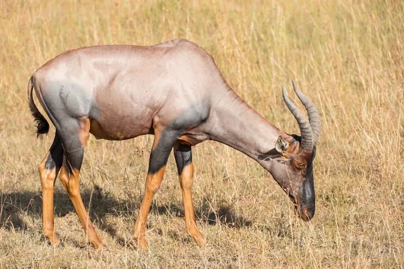MasaiMara_Topi2.jpg