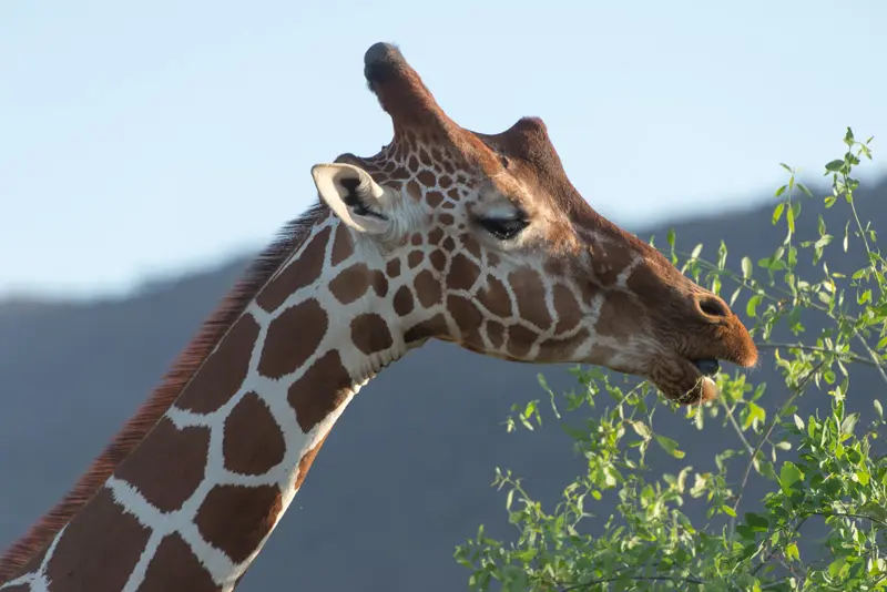 Samburu_Giraffe4.jpg