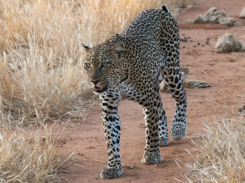 Samburu_Leopard.jpg