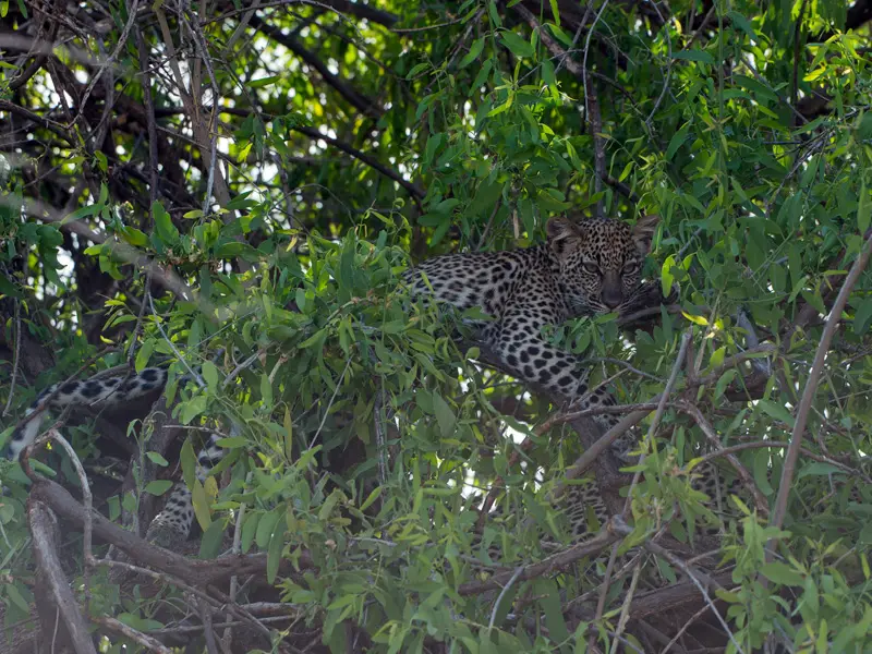 Samburu_Leopard16.jpg