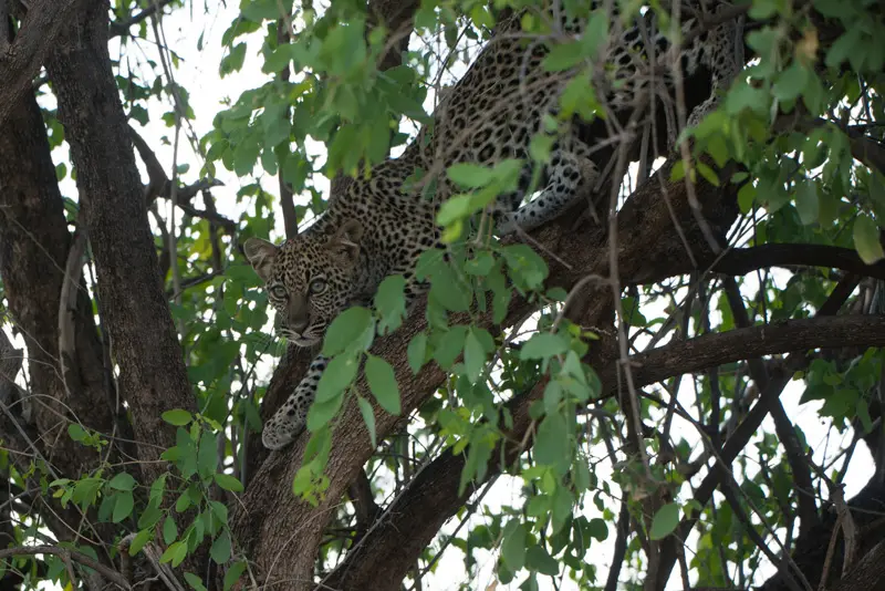 Samburu_Leopard4.jpg