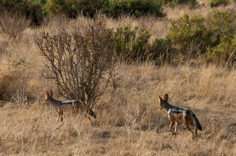 Samburu_Schakal.jpg
