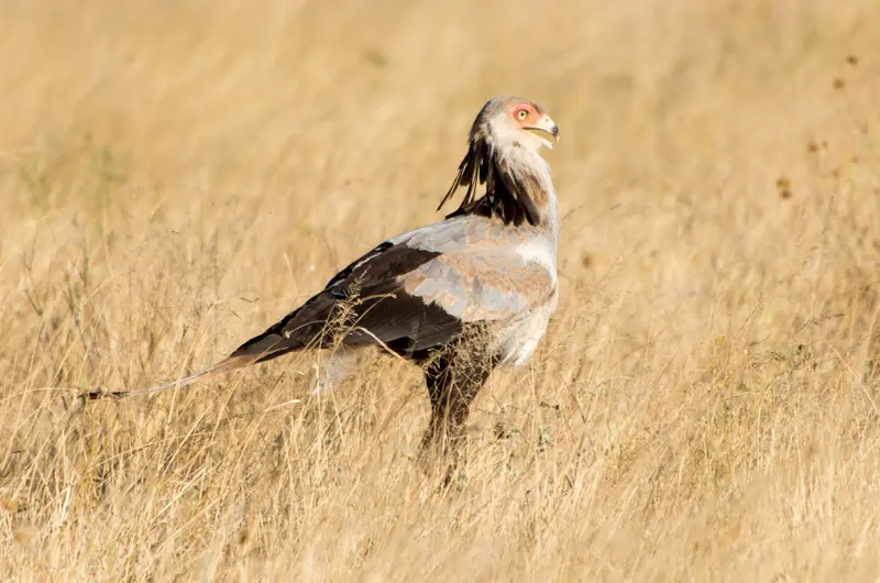 Samburu_Sekretr2.jpg