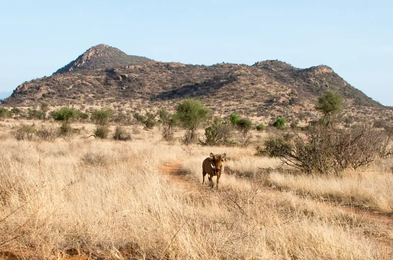 Samburu_Warzenschwein.jpg