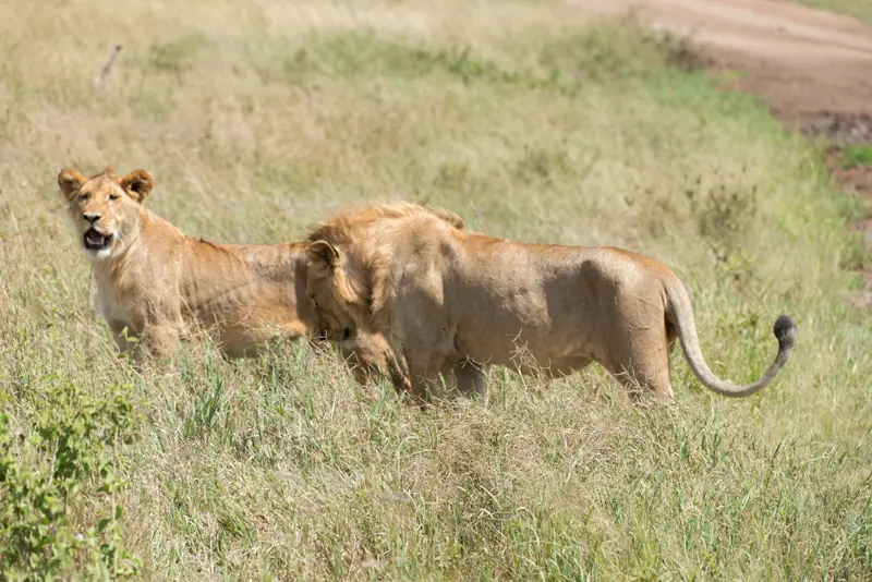 Serengeti_Lwen6.jpg