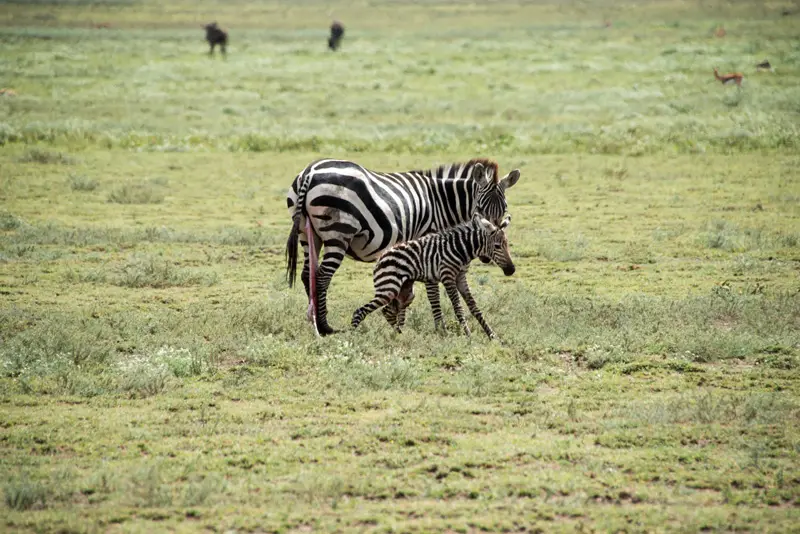 Serengeti_Zebra3.jpg