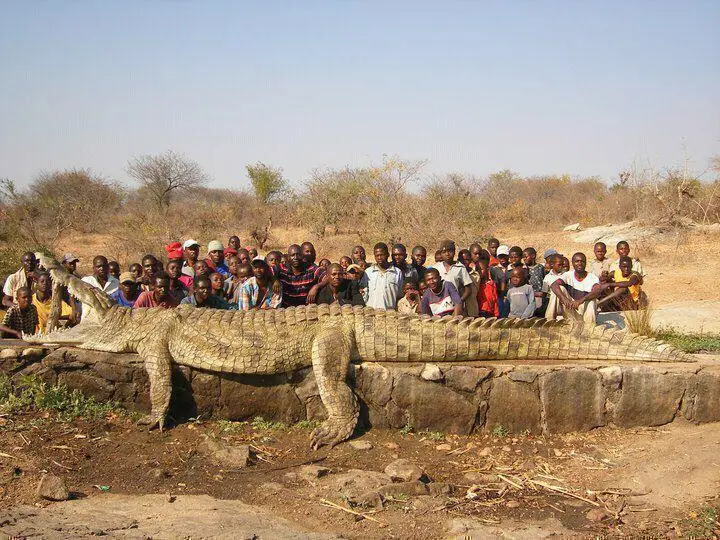 croc.jpg