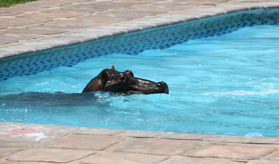 hippo1.jpg