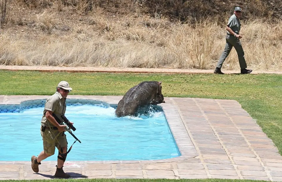 hippo2.jpg