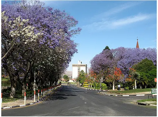 jacaranda.png