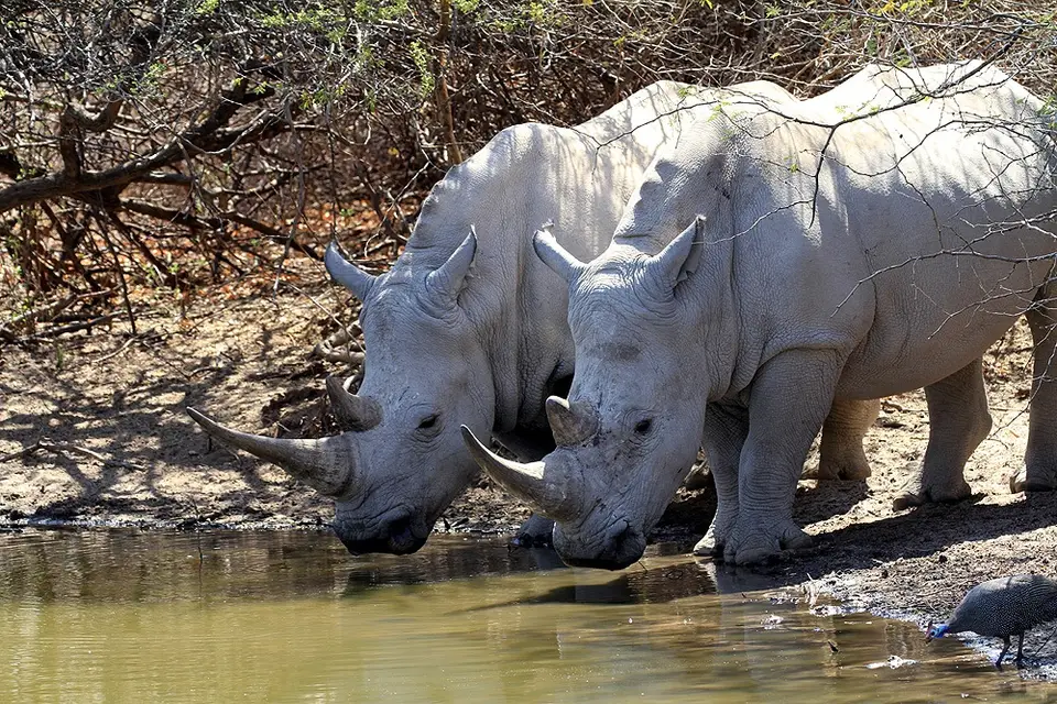 09_16_06_WhiteRhinos.JPG
