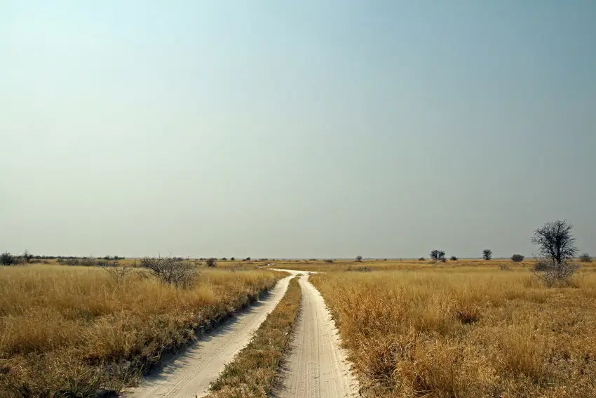 BainesBaobabs1.JPG