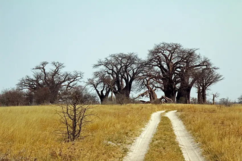 BainesBaobabs2.JPG