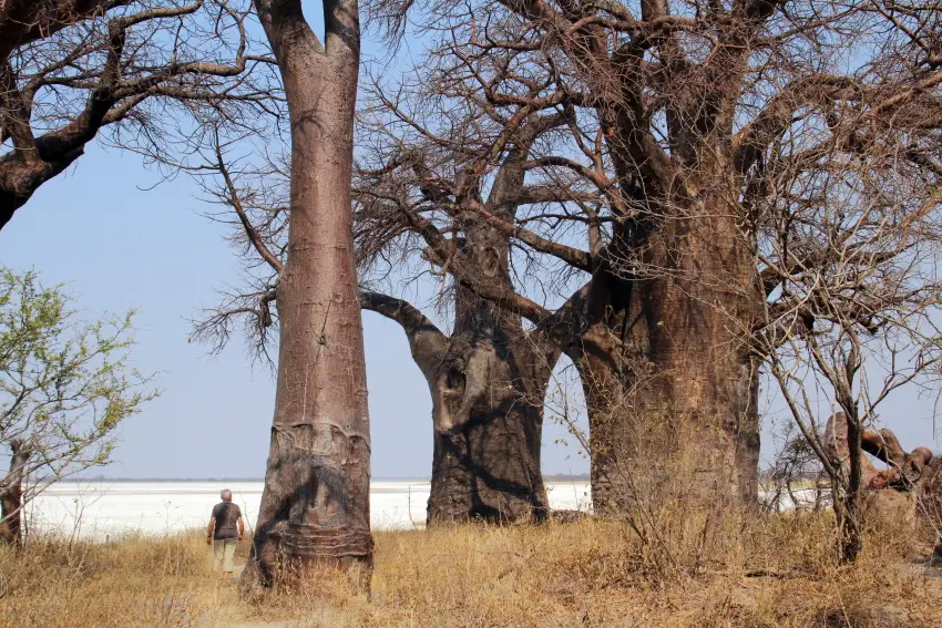 BainesBaobabs7.JPG