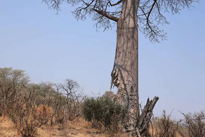 Baobab_verletzt.jpg