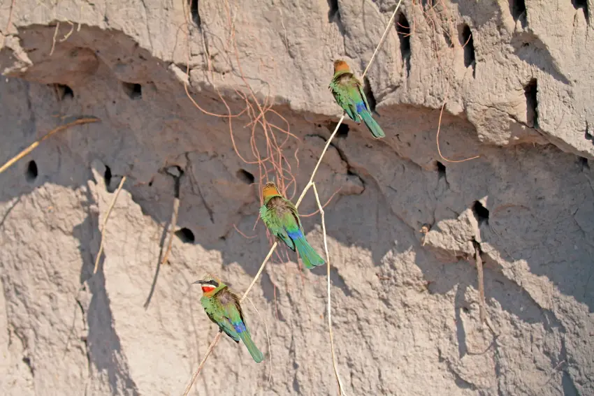 BeeEater1.JPG