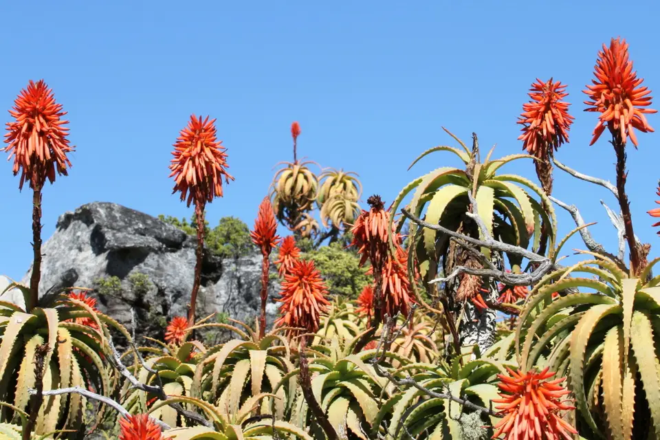 DPP_0012_Aloe.JPG