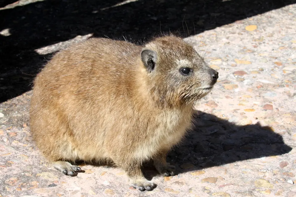 DPP_0013_Dassie.JPG