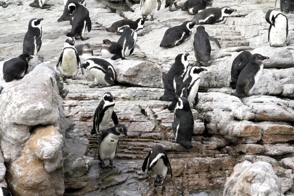 DPP_0032_Pinguine.JPG