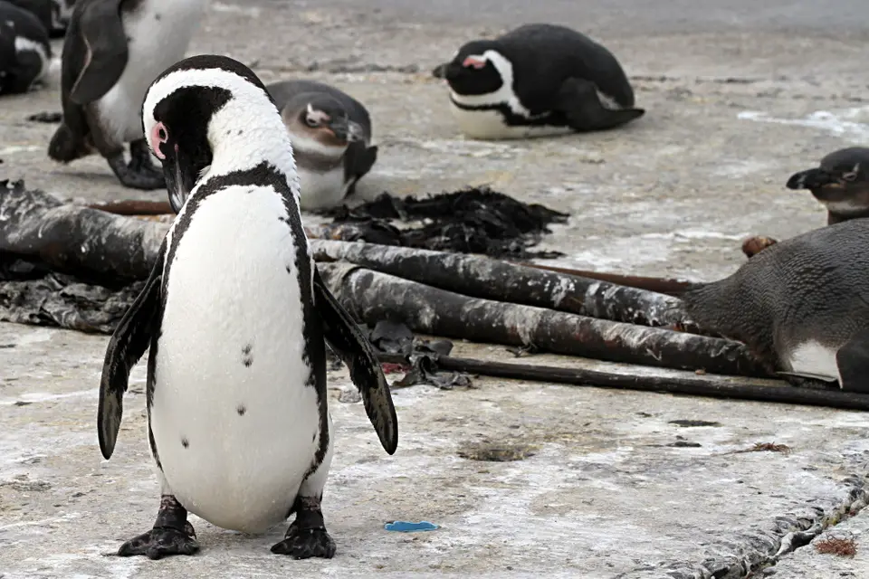 DPP_0033_Pinguin.JPG