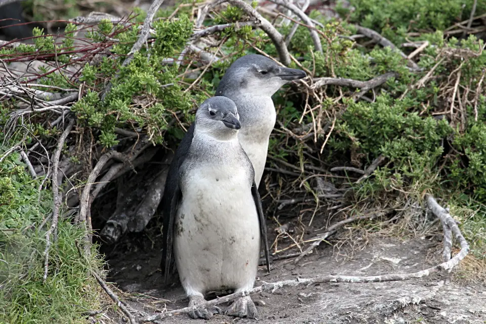 DPP_0034_2Pinguine.JPG