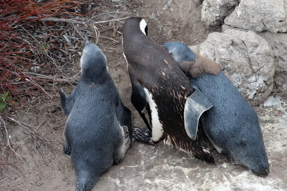 DPP_0035_3Pinguine.JPG