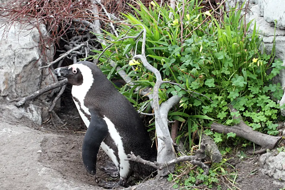 DPP_0037_PinguinGarten.JPG