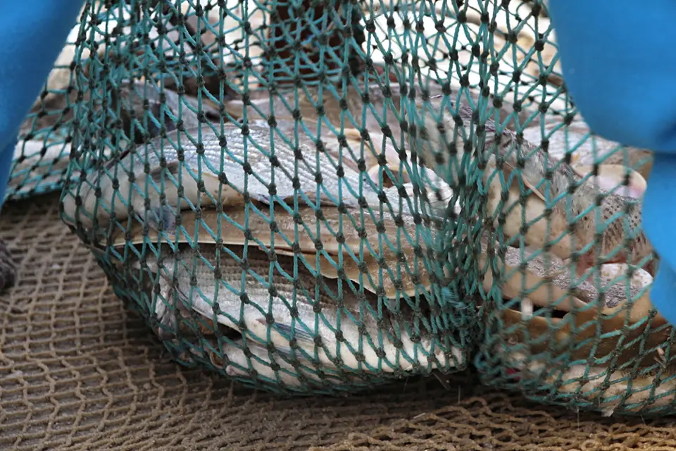 DPP_0048_Netz_Fische.JPG