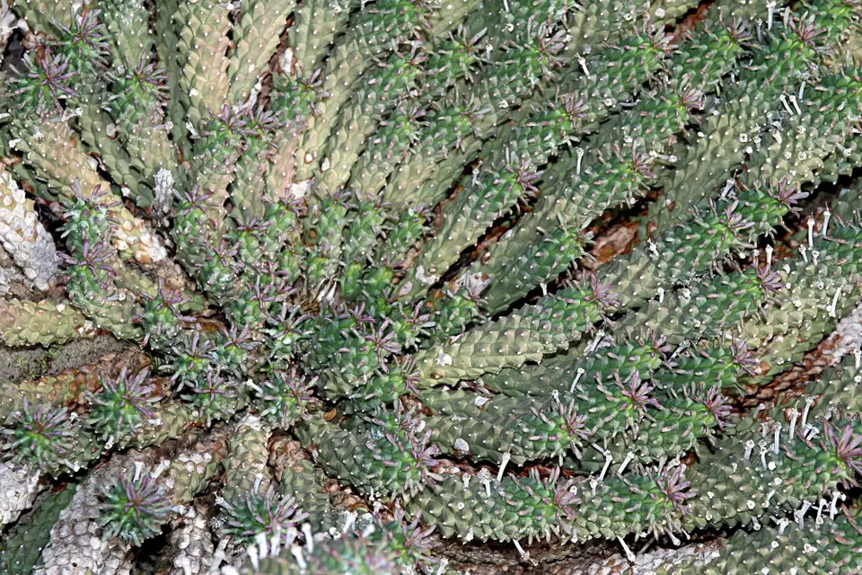 DPP_0093_Medusenhaupt.JPG