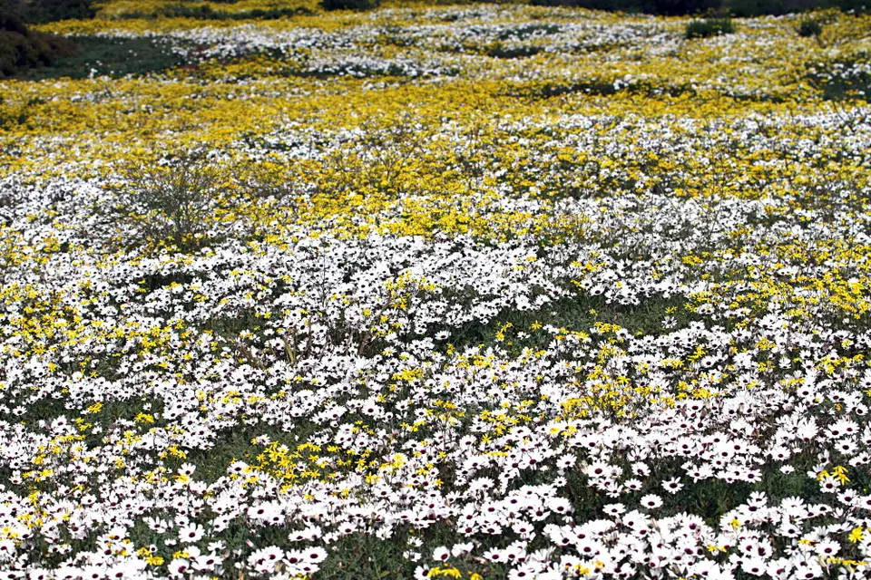 DPP_0097_FeldDaisies2.JPG