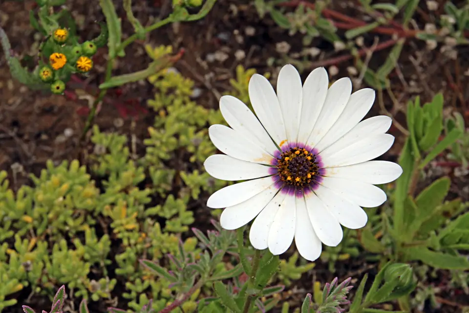 DPP_0098_Regenmargerite-2.JPG