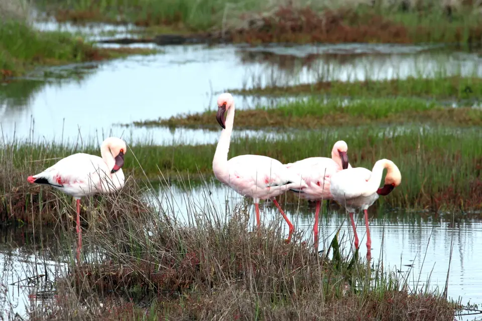 DPP_0099_Flamingos.JPG