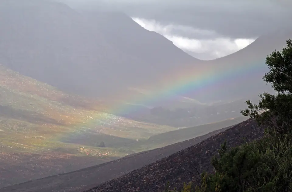 DPP_0100_RegenbogenCederb.JPG