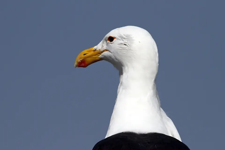 DPP_0151_PortraitMöwe.JPG
