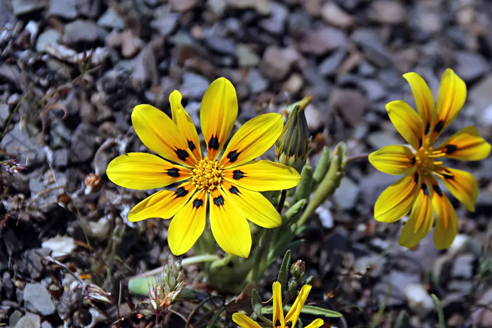 DPP_0175_BeetleDaisy.JPG