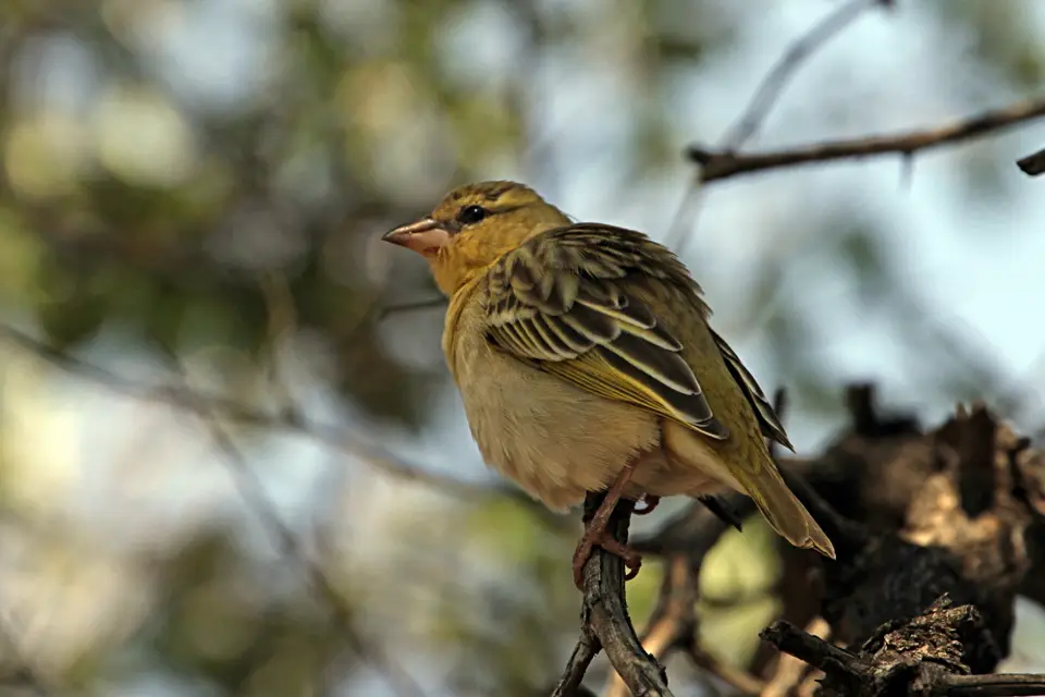 DPP_0234_NN5.JPG