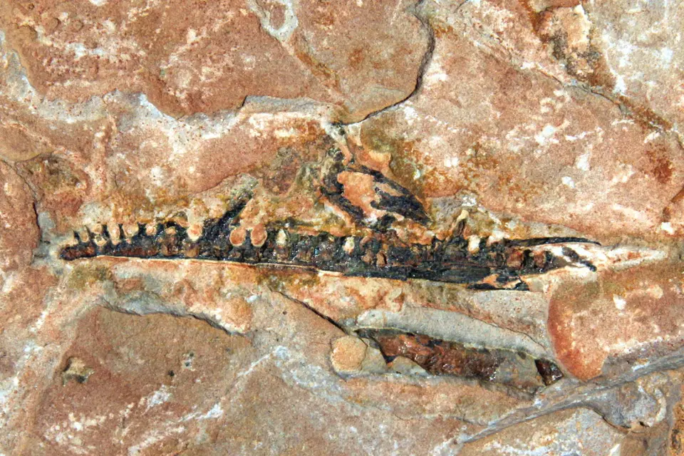 DPP_0355_Unterkiefer.JPG