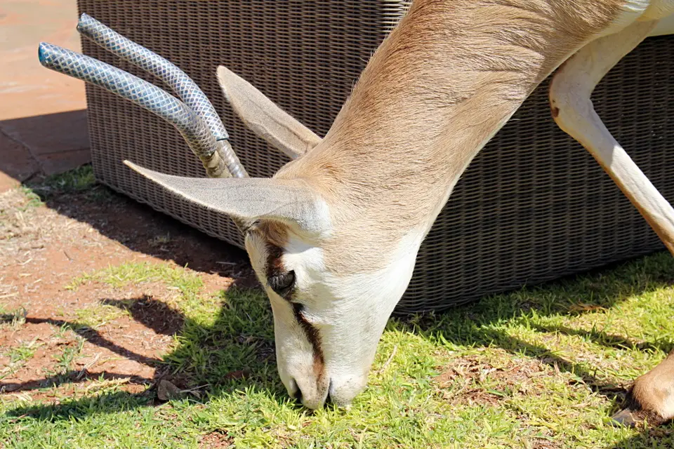 DPP_0375_Haustier.JPG