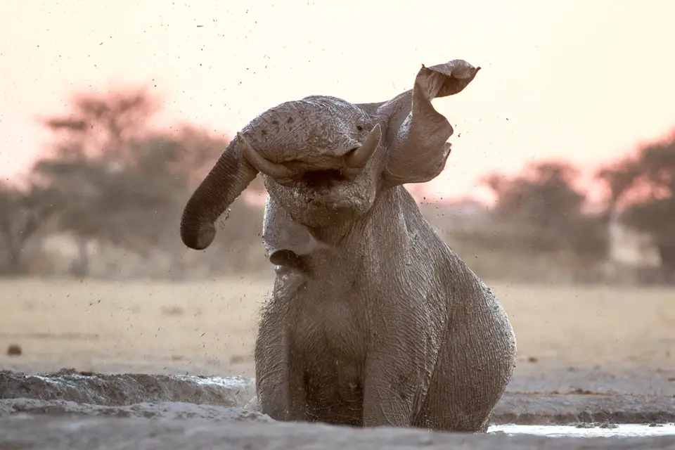 Elefant.jpg