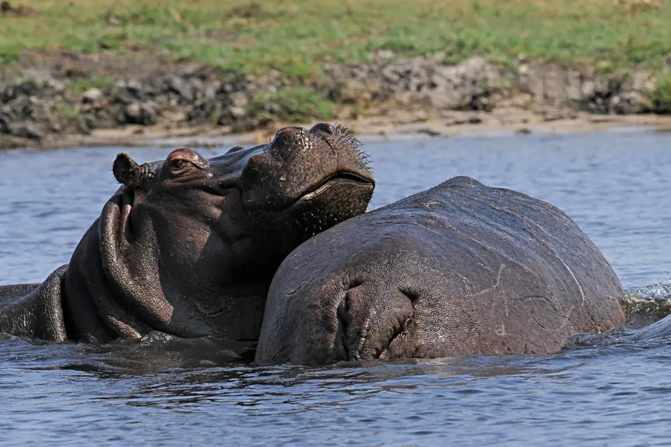 Hippos1.JPG