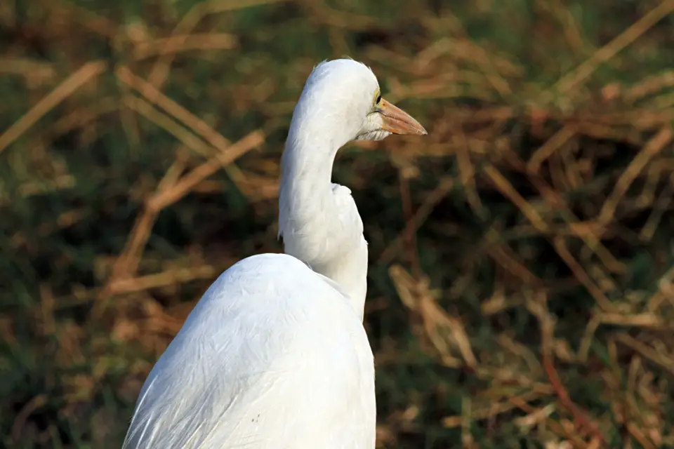 Vögel1.JPG